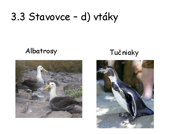 3. 3 Stavovce – d) vtáky Albatrosy Tučniaky 