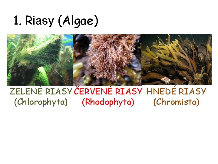 1. Riasy (Algae) ZELENÉ RIASY ČERVENÉ RIASY HNEDÉ RIASY (Chlorophyta) (Rhodophyta) (Chromista) 