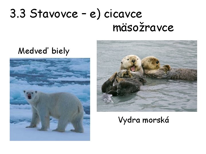 3. 3 Stavovce – e) cicavce mäsožravce Medveď biely Vydra morská 