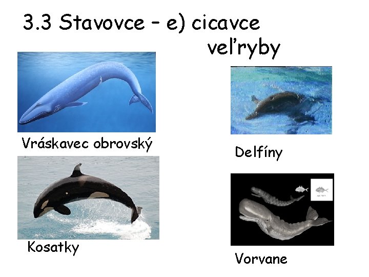 3. 3 Stavovce – e) cicavce veľryby Vráskavec obrovský Kosatky Delfíny Vorvane 