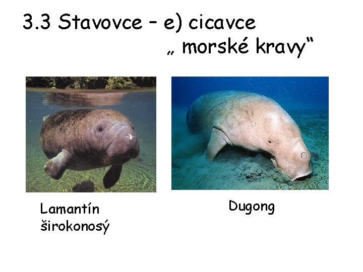 3. 3 Stavovce – e) cicavce „ morské kravy“ Lamantín širokonosý Dugong 