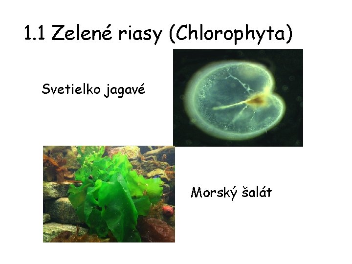 1. 1 Zelené riasy (Chlorophyta) Svetielko jagavé Morský šalát 