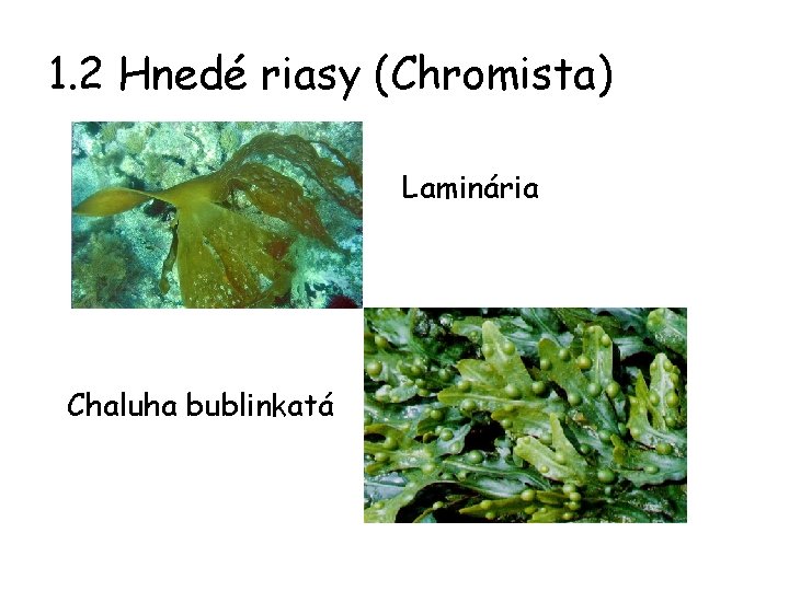 1. 2 Hnedé riasy (Chromista) Laminária Chaluha bublinkatá 