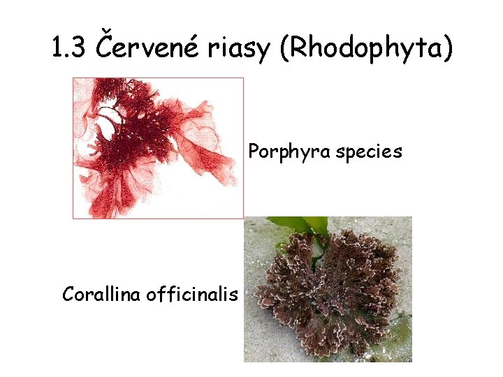 1. 3 Červené riasy (Rhodophyta) Porphyra species Corallina officinalis 