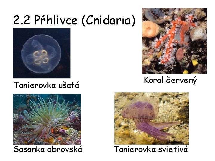 2. 2 Pŕhlivce (Cnidaria) Tanierovka ušatá Sasanka obrovská Koral červený Tanierovka svietivá 