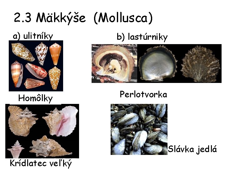 2. 3 Mäkkýše (Mollusca) a) ulitníky b) lastúrniky Homôlky Perlotvorka Slávka jedlá Krídlatec veľký