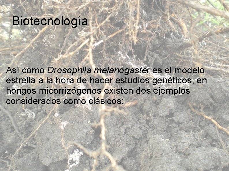 Biotecnología Así como Drosophila melanogaster es el modelo estrella a la hora de hacer