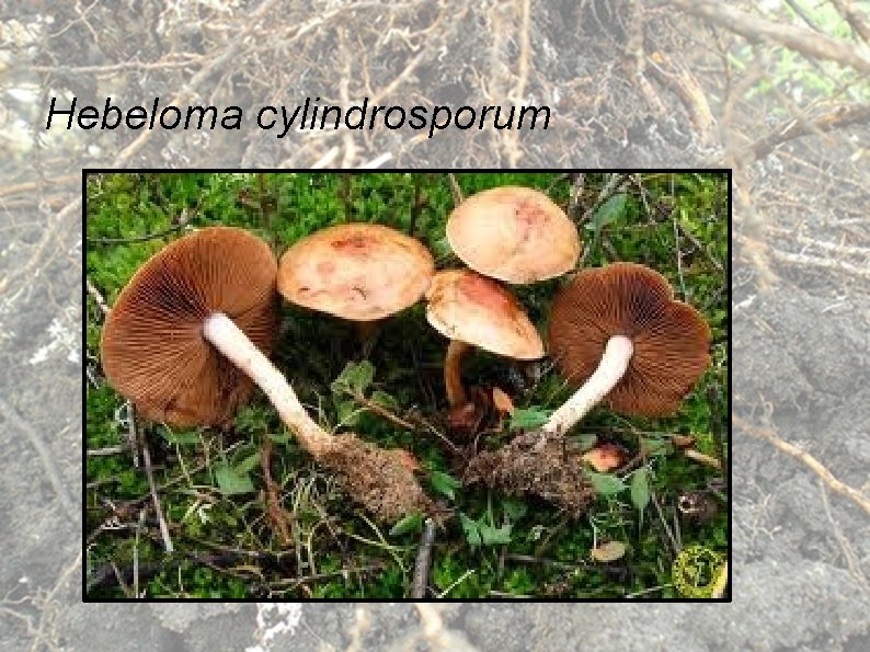 Hebeloma cylindrosporum 