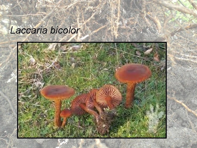 Laccaria bicolor 