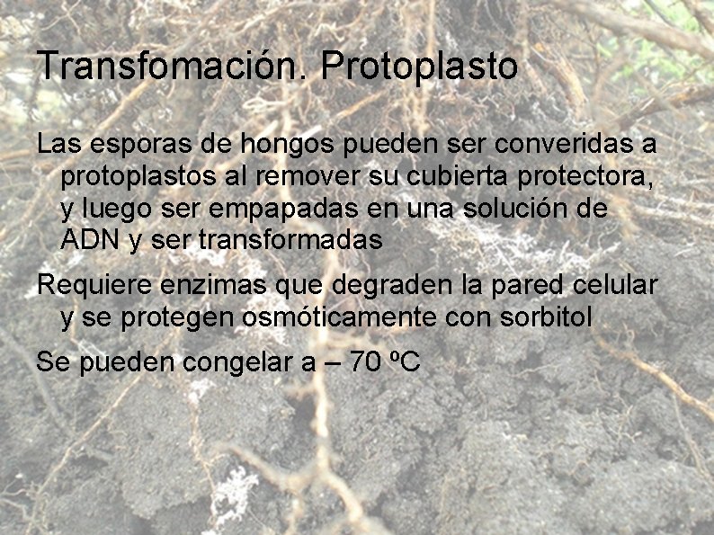 Transfomación. Protoplasto Las esporas de hongos pueden ser converidas a protoplastos al remover su