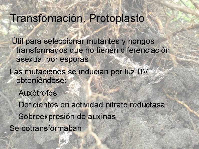 Transfomación. Protoplasto Útil para seleccionar mutantes y hongos transformados que no tienen diferenciación asexual