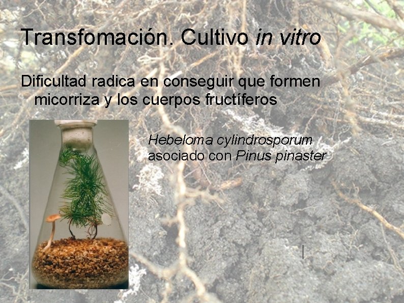 Transfomación. Cultivo in vitro Dificultad radica en conseguir que formen micorriza y los cuerpos