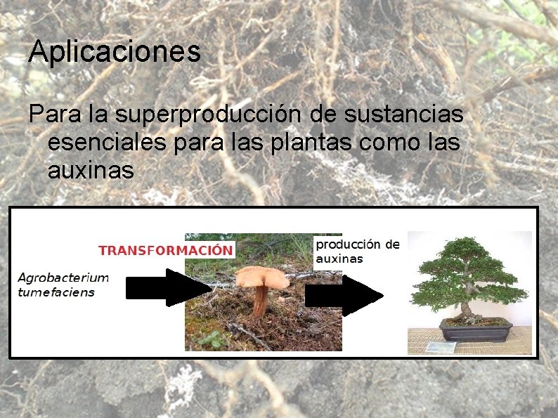 Aplicaciones Para la superproducción de sustancias esenciales para las plantas como las auxinas 