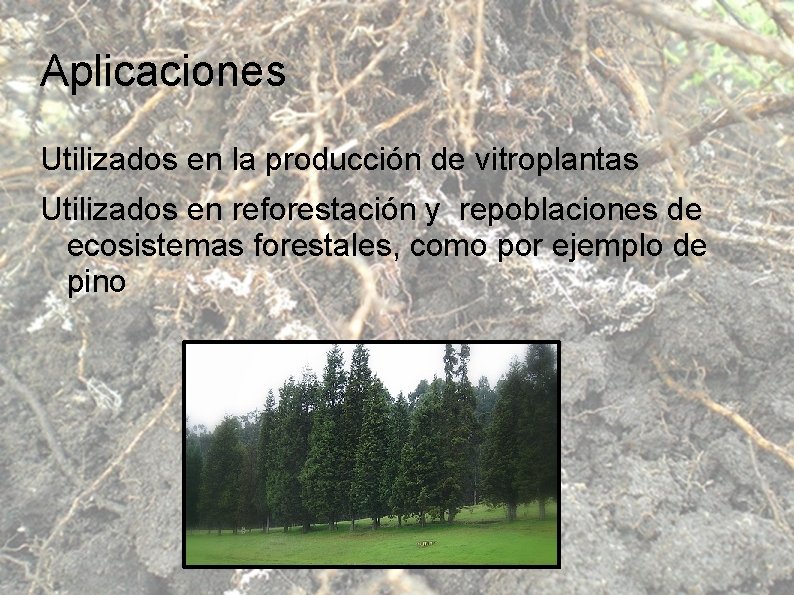 Aplicaciones Utilizados en la producción de vitroplantas Utilizados en reforestación y repoblaciones de ecosistemas