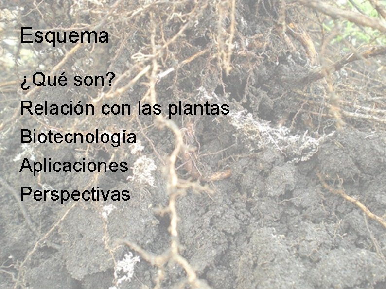 Esquema ¿Qué son? Relación con las plantas Biotecnología Aplicaciones Perspectivas 