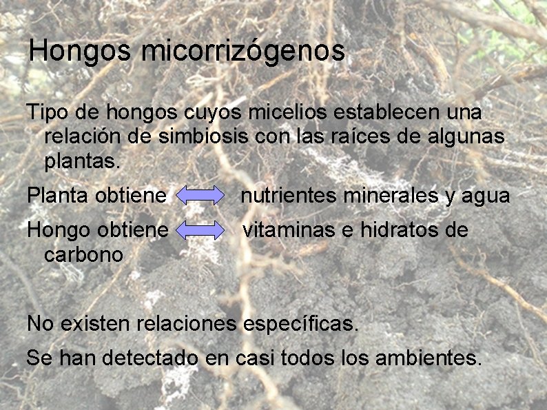 Hongos micorrizógenos Tipo de hongos cuyos micelios establecen una relación de simbiosis con las