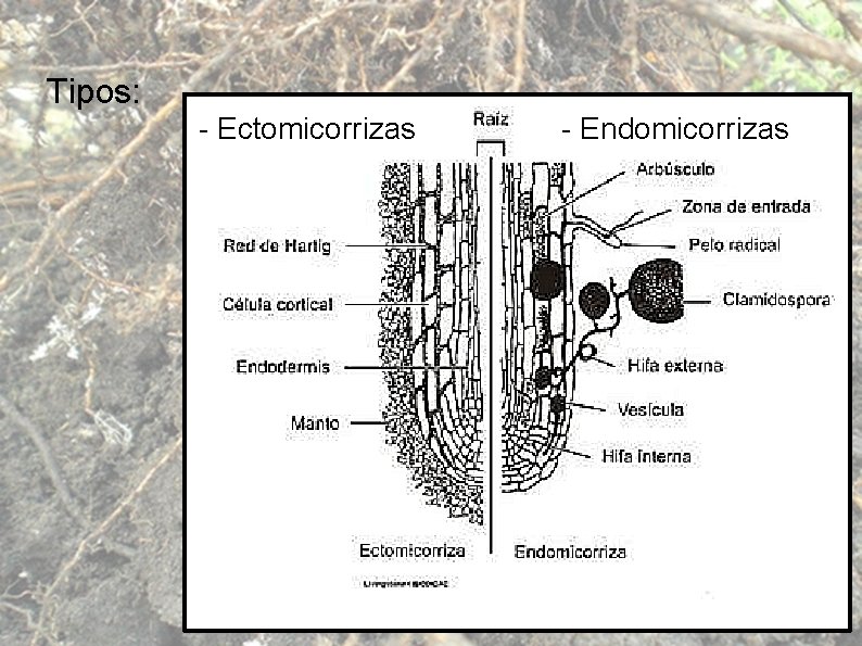 Tipos: - Ectomicorrizas - Endomicorrizas 