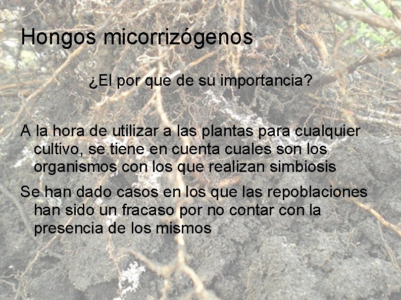 Hongos micorrizógenos ¿El por que de su importancia? A la hora de utilizar a