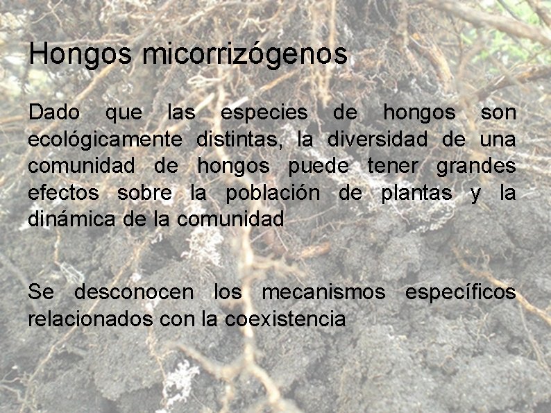 Hongos micorrizógenos Dado que las especies de hongos son ecológicamente distintas, la diversidad de
