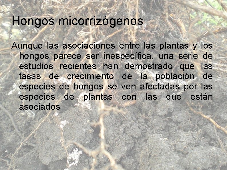 Hongos micorrizógenos Aunque las asociaciones entre las plantas y los hongos parece ser inespecífica,