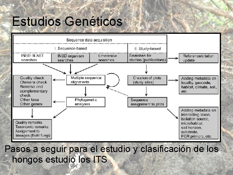 Estudios Genéticos Pasos a seguir para el estudio y clasificación de los hongos estudio