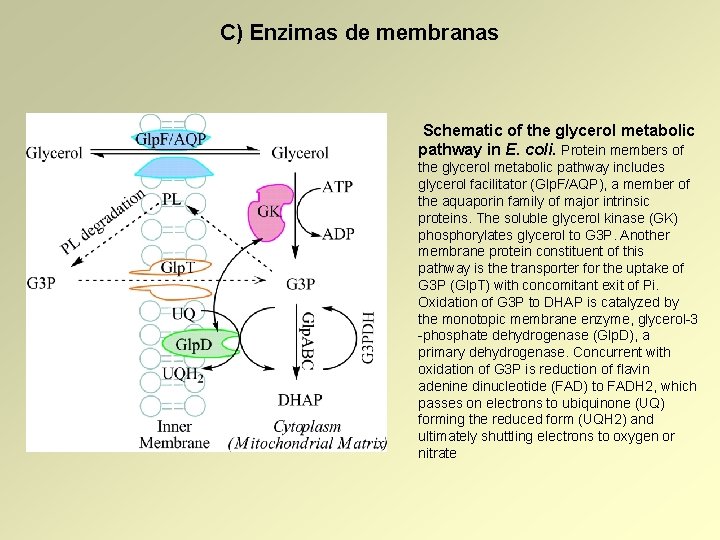 C) Enzimas de membranas Schematic of the glycerol metabolic pathway in E. coli. Protein