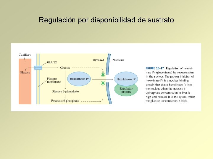 Regulación por disponibilidad de sustrato 