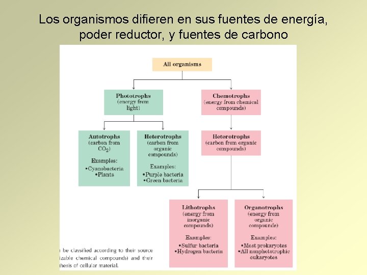 Los organismos difieren en sus fuentes de energía, poder reductor, y fuentes de carbono