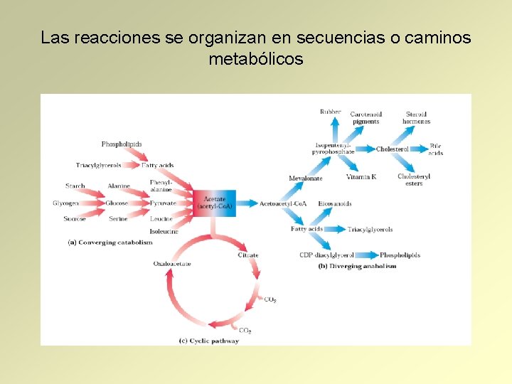Las reacciones se organizan en secuencias o caminos metabólicos 