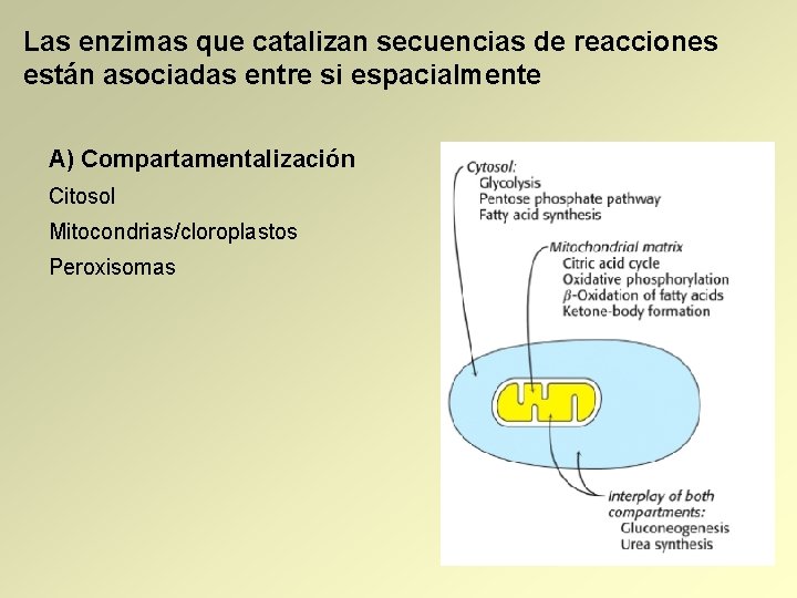 Las enzimas que catalizan secuencias de reacciones están asociadas entre si espacialmente A) Compartamentalización