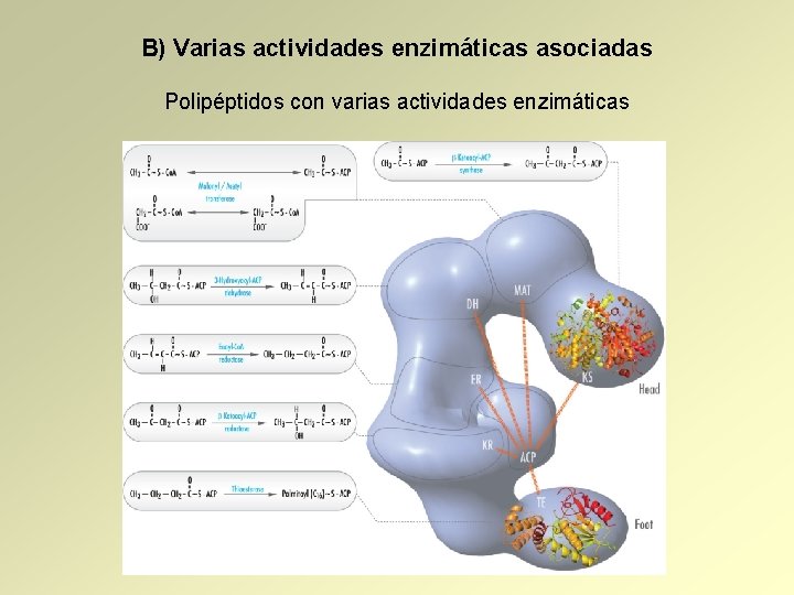 B) Varias actividades enzimáticas asociadas Polipéptidos con varias actividades enzimáticas 