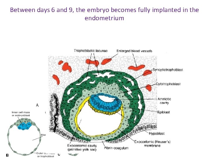 Between days 6 and 9, the embryo becomes fully implanted in the endometrium 