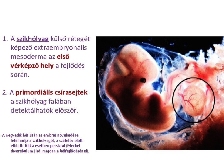 1. A szikhólyag külső rétegét képező extraembryonális mesoderma az első vérképző hely a fejlődés