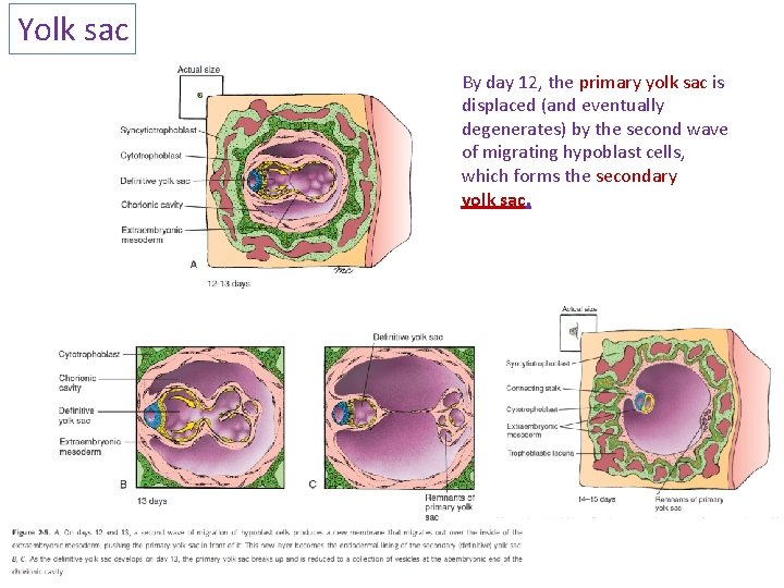 Yolk sac By day 12, the primary yolk sac is displaced (and eventually degenerates)