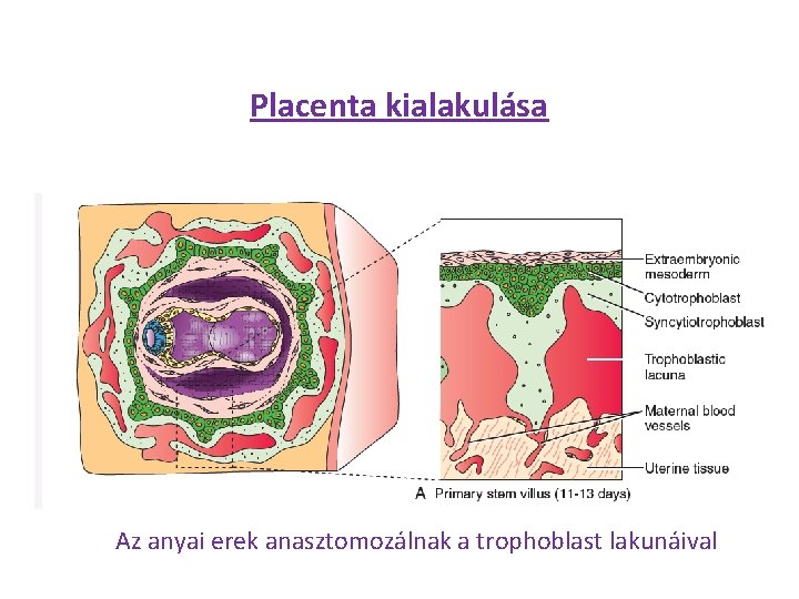 Placenta kialakulása Az anyai erek anasztomozálnak a trophoblast lakunáival 