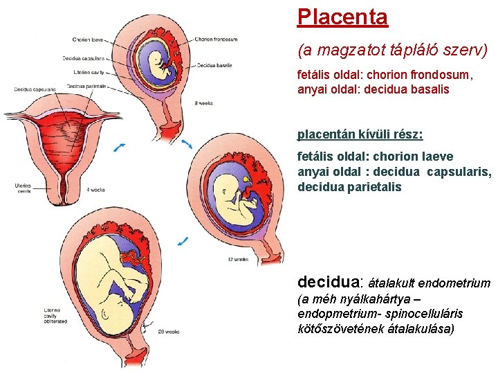 Placenta (a magzatot tápláló szerv) fetális oldal: chorion frondosum, anyai oldal: decidua basalis placentán