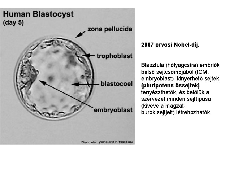 2007 orvosi Nobel-díj. Blasztula (hólyagcsíra) embriók belső sejtcsomójából (ICM, embryoblast) kinyerhető sejtek (pluripotens őssejtek)