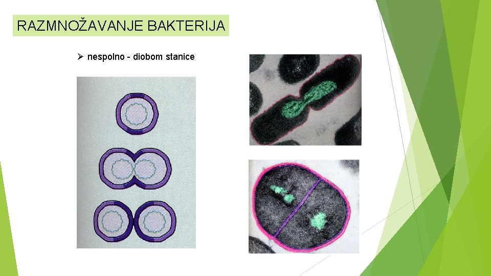 RAZMNOŽAVANJE BAKTERIJA Ø nespolno - diobom stanice 
