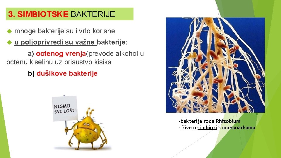 3. SIMBIOTSKE BAKTERIJE mnoge bakterije su i vrlo korisne u poljoprivredi su važne bakterije: