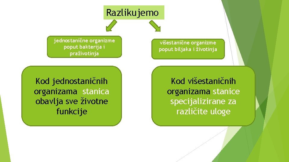 Razlikujemo jednostanične organizme poput bakterija i praživotinja Kod jednostaničnih organizama stanica obavlja sve životne