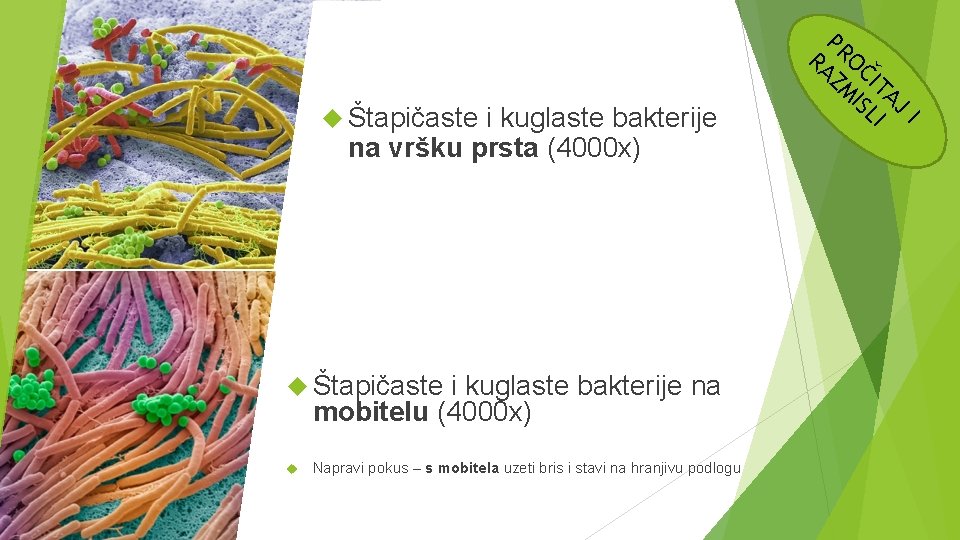  Štapičaste i kuglaste bakterije na vršku prsta (4000 x) Štapičaste i kuglaste bakterije