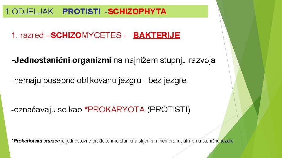 1. ODJELJAK PROTISTI -SCHIZOPHYTA 1. razred –SCHIZOMYCETES - BAKTERIJE -Jednostanični organizmi na najnižem stupnju