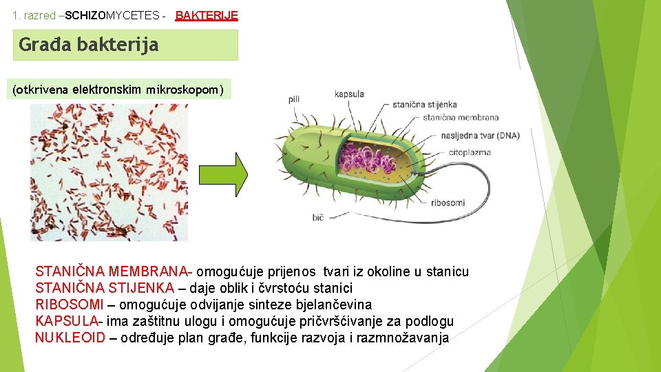 1. razred –SCHIZOMYCETES - BAKTERIJE Građa bakterija (otkrivena elektronskim mikroskopom) STANIČNA MEMBRANA- omogućuje prijenos