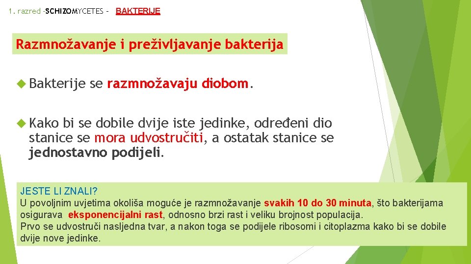 1. razred –SCHIZOMYCETES - BAKTERIJE Razmnožavanje i preživljavanje bakterija Bakterije se razmnožavaju diobom. Kako