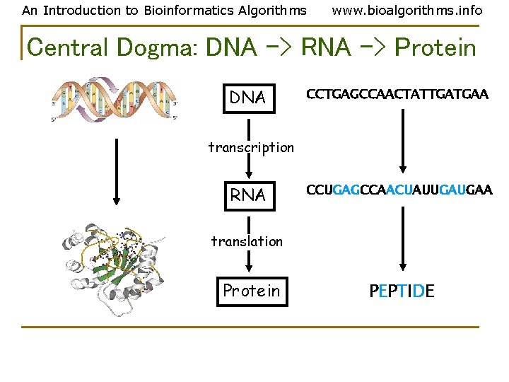 An Introduction to Bioinformatics Algorithms www. bioalgorithms. info Central Dogma: DNA -> RNA -> An Introduction to Bioinformatics Algorithms www. bioalgorithms. info Central Dogma: DNA -> RNA ->