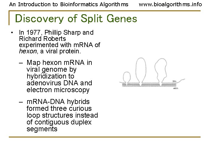 An Introduction to Bioinformatics Algorithms Discovery of Split Genes • In 1977, Phillip Sharp An Introduction to Bioinformatics Algorithms Discovery of Split Genes • In 1977, Phillip Sharp