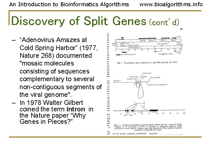 An Introduction to Bioinformatics Algorithms www. bioalgorithms. info Discovery of Split Genes (cont’d) – An Introduction to Bioinformatics Algorithms www. bioalgorithms. info Discovery of Split Genes (cont’d) –