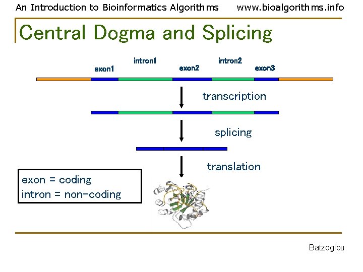 An Introduction to Bioinformatics Algorithms www. bioalgorithms. info Central Dogma and Splicing intron 1 An Introduction to Bioinformatics Algorithms www. bioalgorithms. info Central Dogma and Splicing intron 1