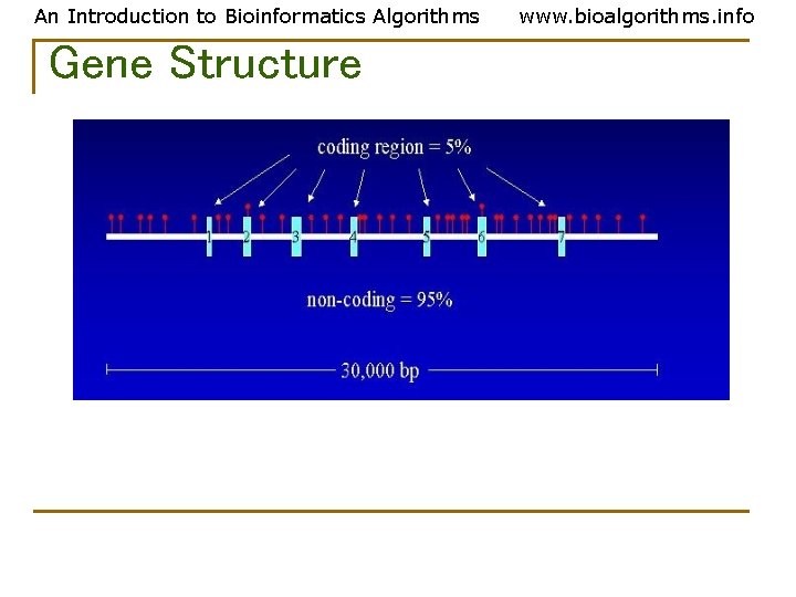 An Introduction to Bioinformatics Algorithms Gene Structure www. bioalgorithms. info An Introduction to Bioinformatics Algorithms Gene Structure www. bioalgorithms. info