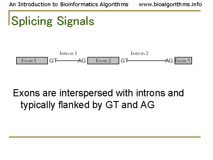 An Introduction to Bioinformatics Algorithms www. bioalgorithms. info Splicing Signals Exons are interspersed with An Introduction to Bioinformatics Algorithms www. bioalgorithms. info Splicing Signals Exons are interspersed with
